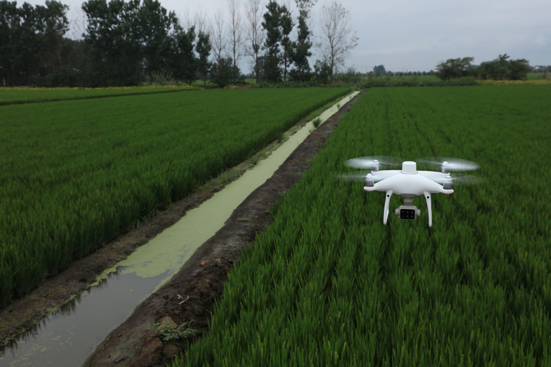 P4 Multispectral drone flying over green field with water as it inspects a farmer's crop
